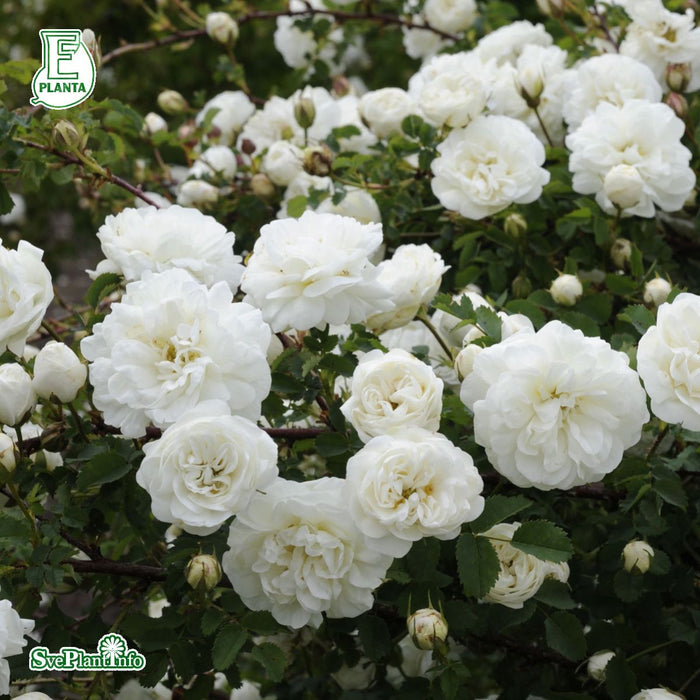 Rosa spinossisima (Plena) 'Valdemarsvik' E C3,5