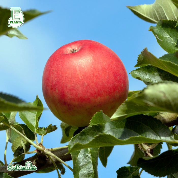 Malus domestica 'Agnes' E A2 Stam 2-års A-kval Co