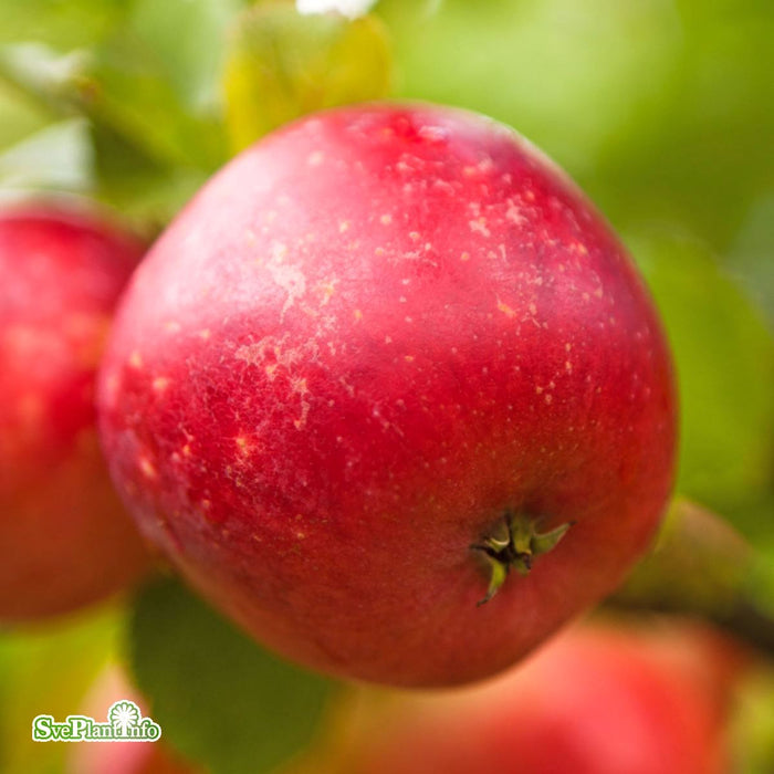 Malus domestica 'Alice' A2 Stam 2-års A-kval Co
