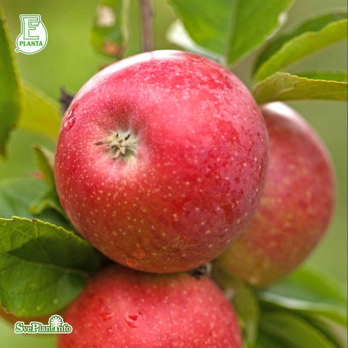 Malus domestica 'Aroma' E A2 Spalje 1 våning Co