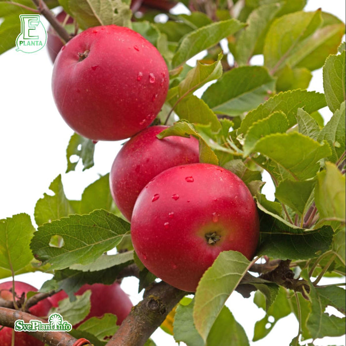 Malus domestica 'Discovery' E A2 Stam 2-års A-kval Co