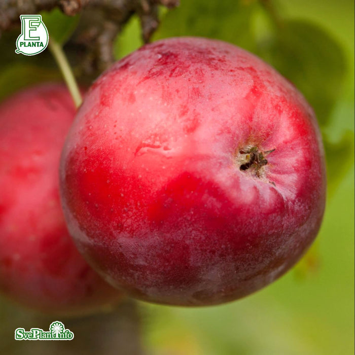 Malus domestica 'Rödluvan' E A2 Stam 2-års A-kval Co