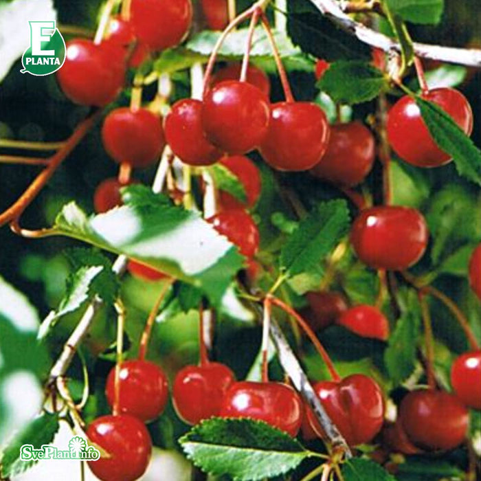 Prunus avium 'Skuggmorell' E Colt Stam 2-års A-kval Co