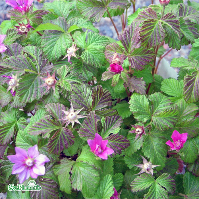 Rubus arcticus 'Sofia' A-kval