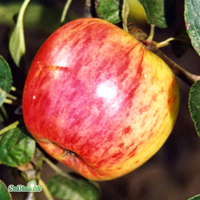 Malus domestica 'Maglemer' A2 Stam 2-års A-kval Co