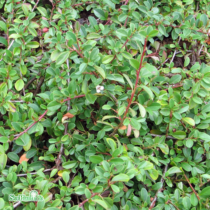 Cotoneaster radicans 'Eicholz' Busk C2 30-40cm