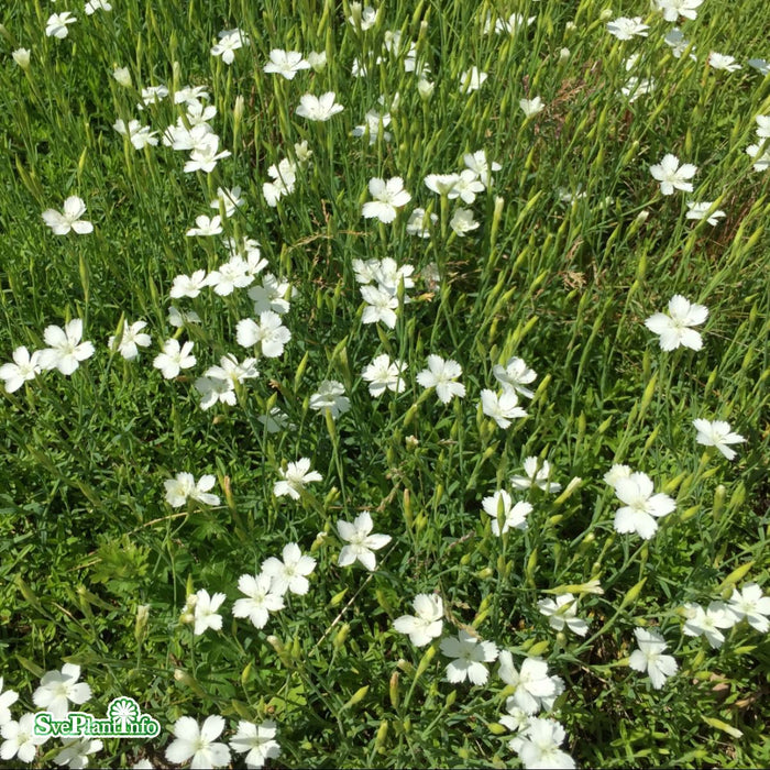 Dianthus deltoides 'Albiflorus' A-kval