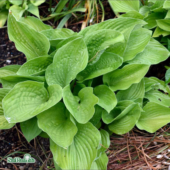 Hosta 'August Moon' A-kval