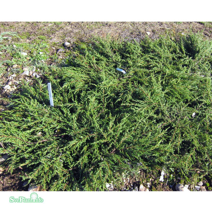 Juniperus communis 'Repanda' C2,3