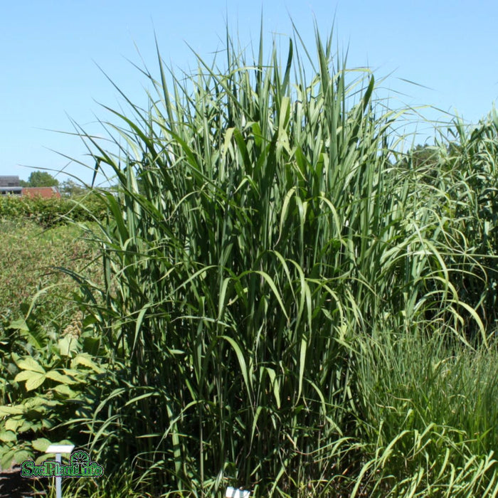 Miscanthus giganteus A-kval C2