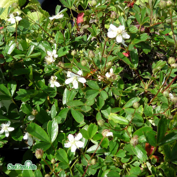 Potentilla tridentata 'Nuuk' A-kval