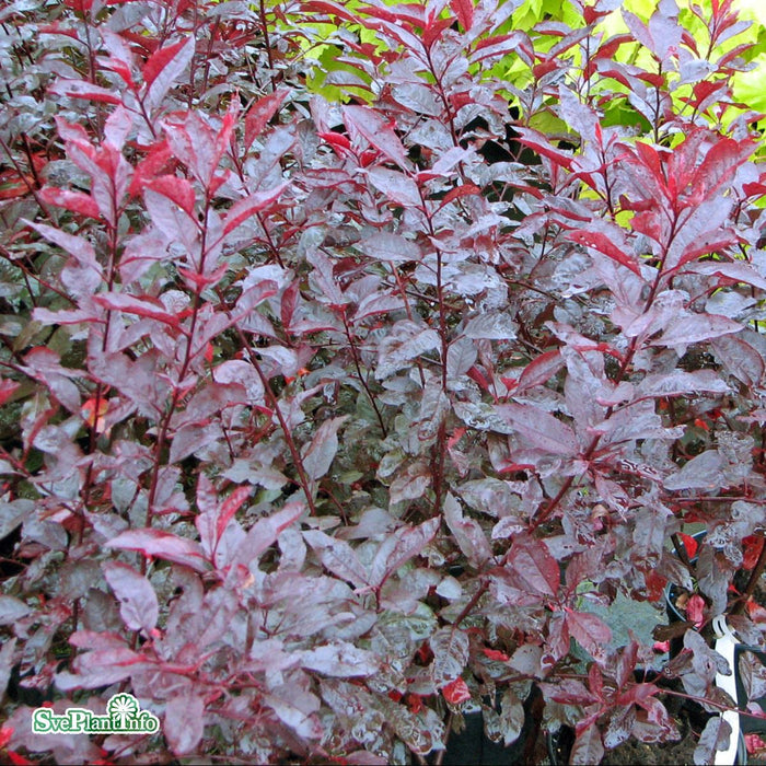Prunus x cistena Stam C10 120cm