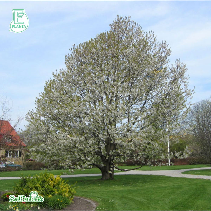 Prunus avium E Ungträd 200-250cm Co