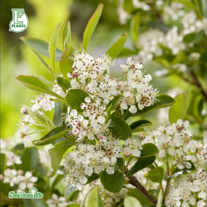 Aronia melanocarpa 'Glorie' E C3,5
