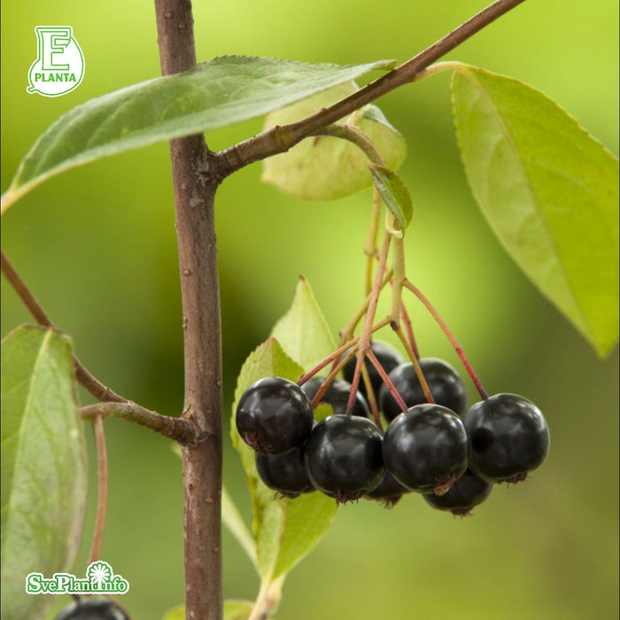 Aronia melanocarpa 'Glorie' E C3,5
