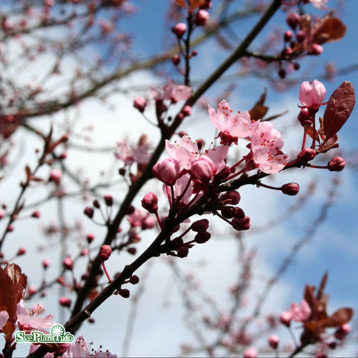 Prunus cerasifera 'Nigra' Högstam C15 160cm So 6-8