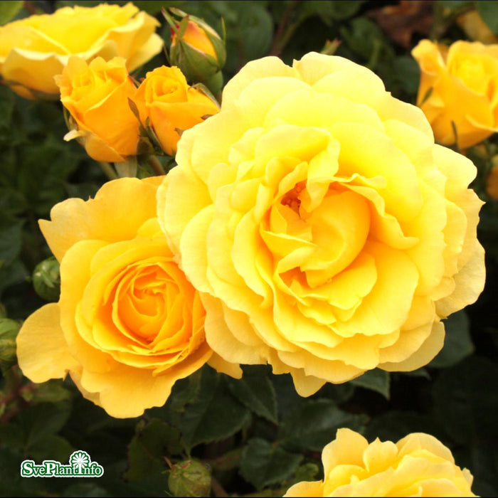 Rosa 'Gripsholm' A kval C4