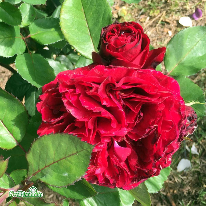 Rosa 'Nadia Renaissance' A kval C4