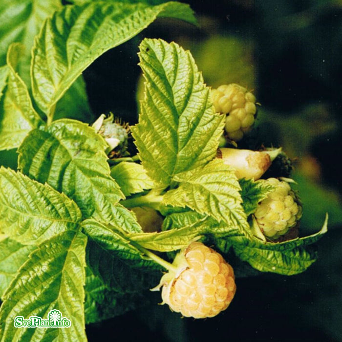 Rubus (Hallon) 'Golden Queen'  (cert) A-kval  C2