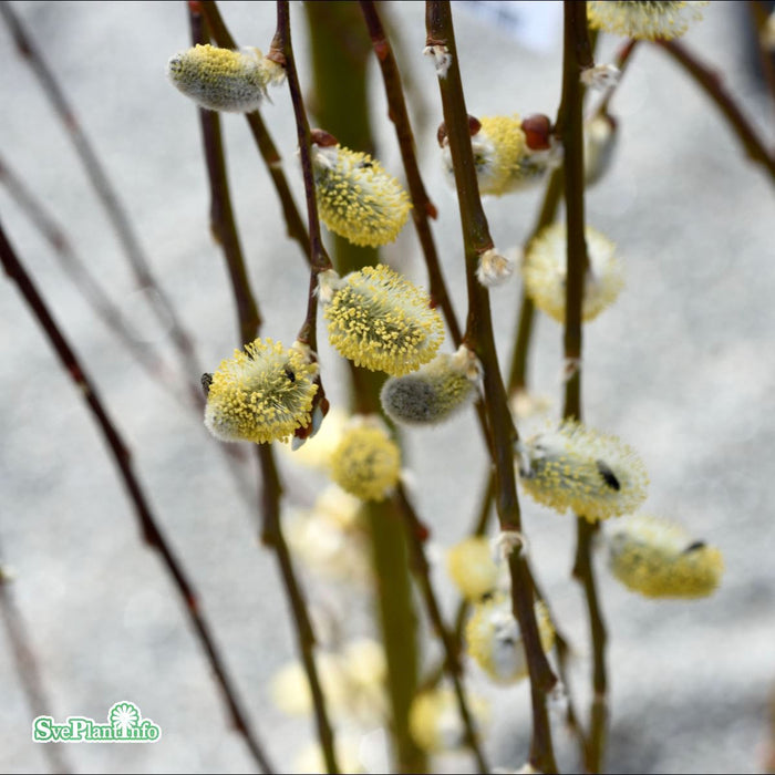 Salix caprea 'Kilmarnock' Stam C7,5 180cm