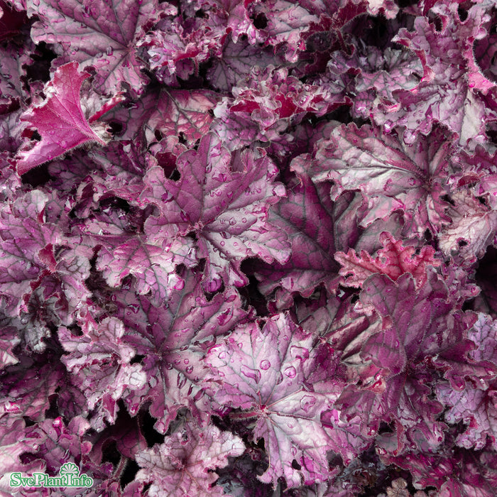 Heuchera 'Forever Purple' A-kval