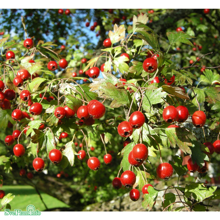 Crataegus monogyna Högstam Kl So 10-12