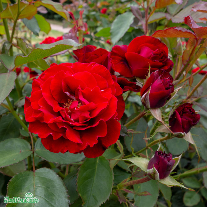 Rosa 'H. C. Andersen' A kval C4