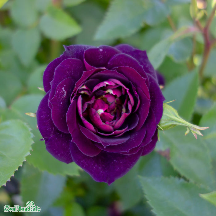 Rosa 'Midnight Blue' A kval C4