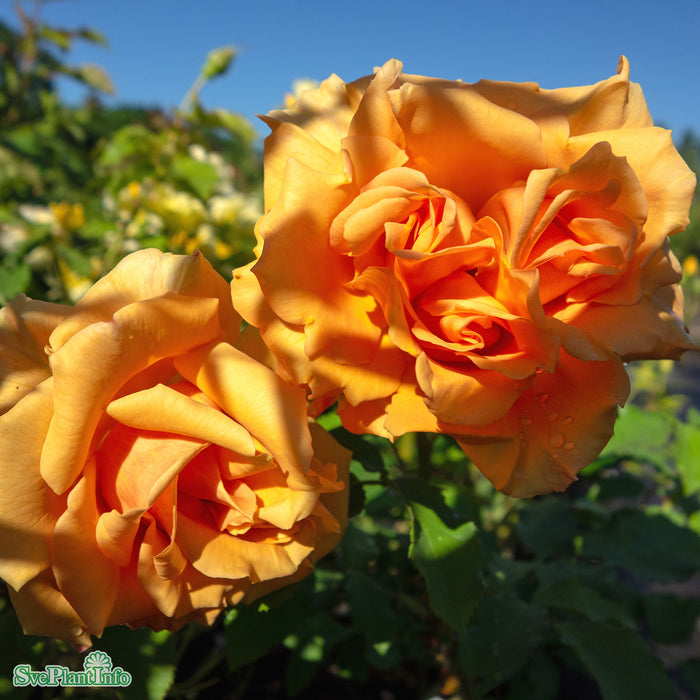 Rosa 'Goldener Olymp' A kval C4