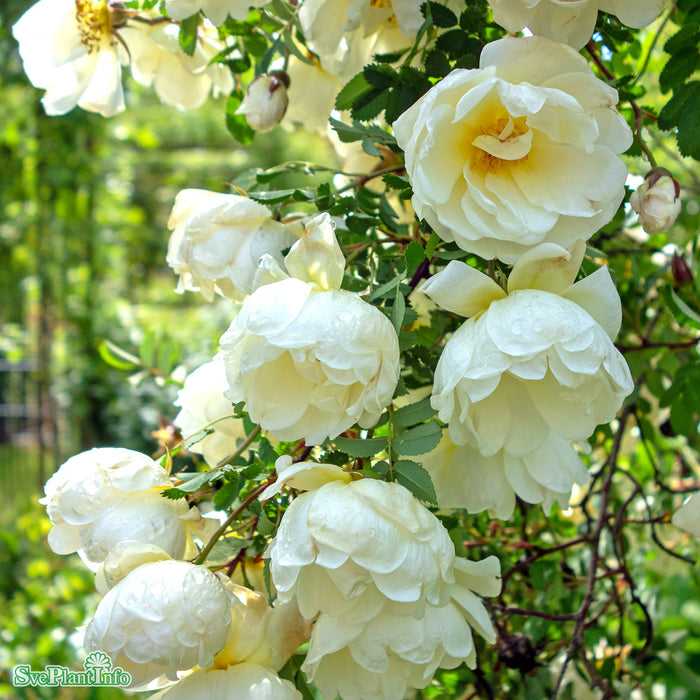 Rosa spinosissima Plena-Gruppen Rotäkta C3,5