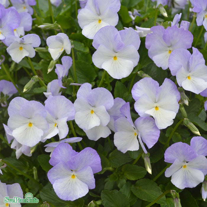 Viola williamsii 'Ullas Favorit' Grönt kulturarv A-kval
