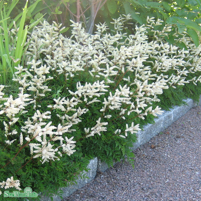 Aruncus aethusifolius A-kval