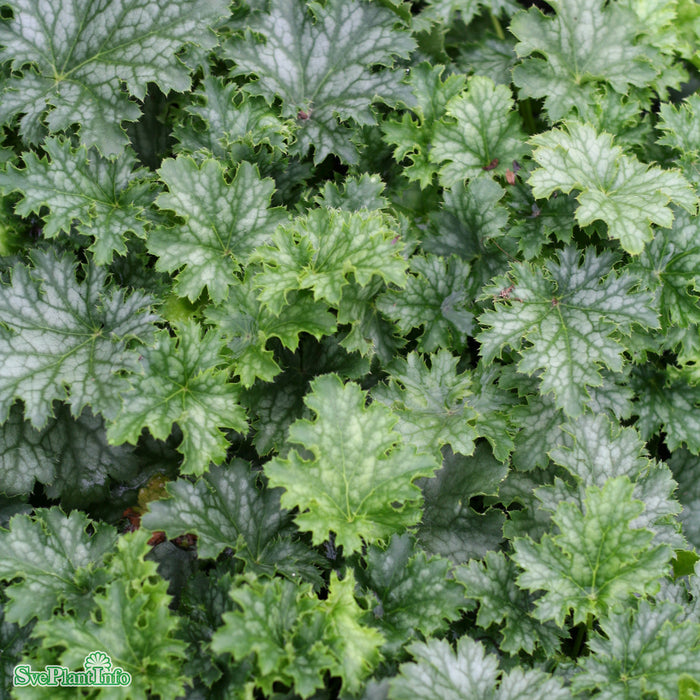 Heuchera 'Apple Crisp' A-kval