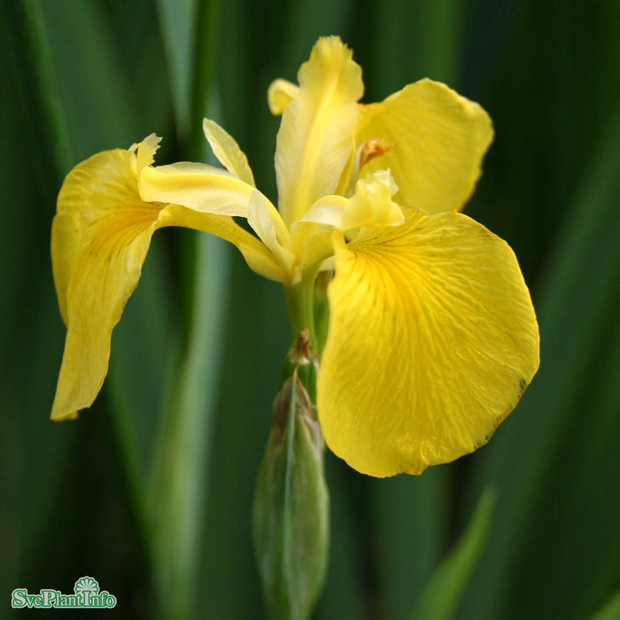 Iris pseudacorus A-kval