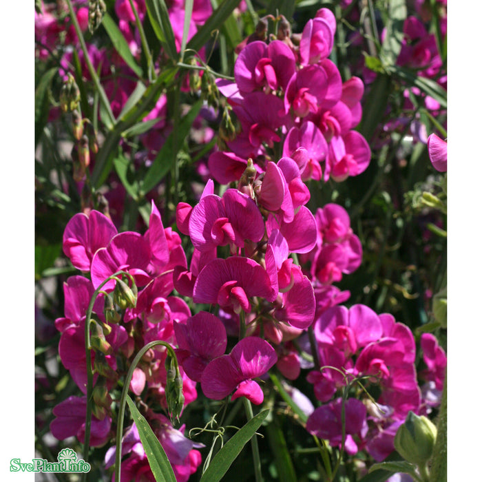 Lathyrus latifolius 'Red Pearl' A-kval