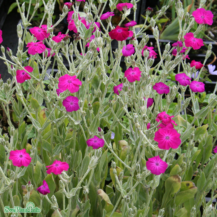 Lychnis coronaria A-kval