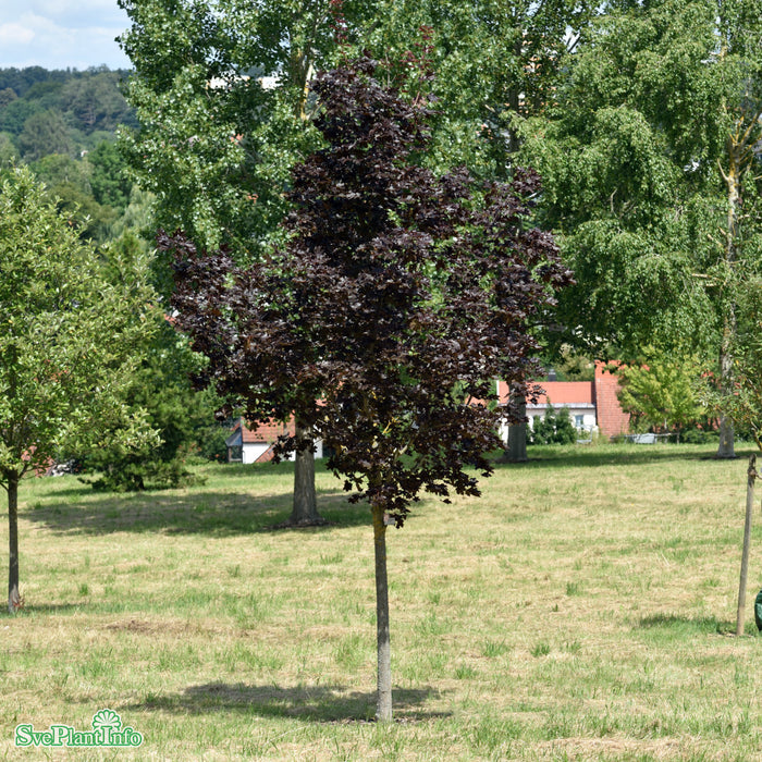 Acer platanoides 'Royal Red' Ungträd 150-200 Co