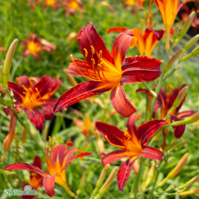 Hemerocallis 'Sammy Russell' A-kval