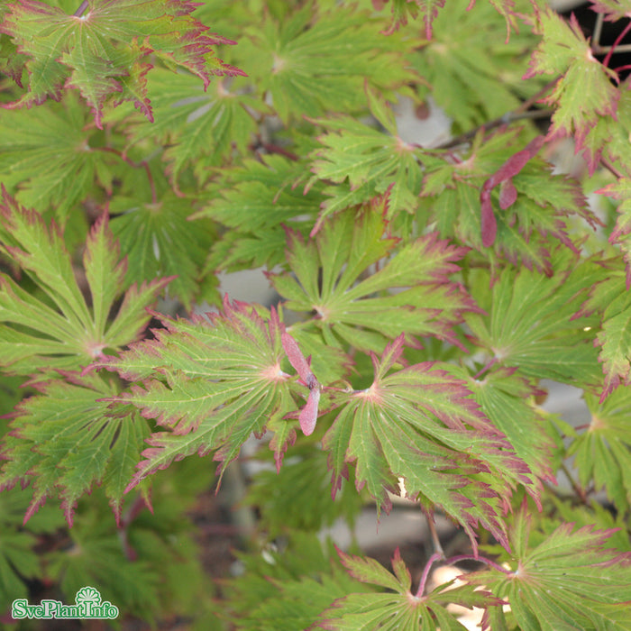 Acer japonicum 'Aconitifolium' Solitär C20 100-120cm