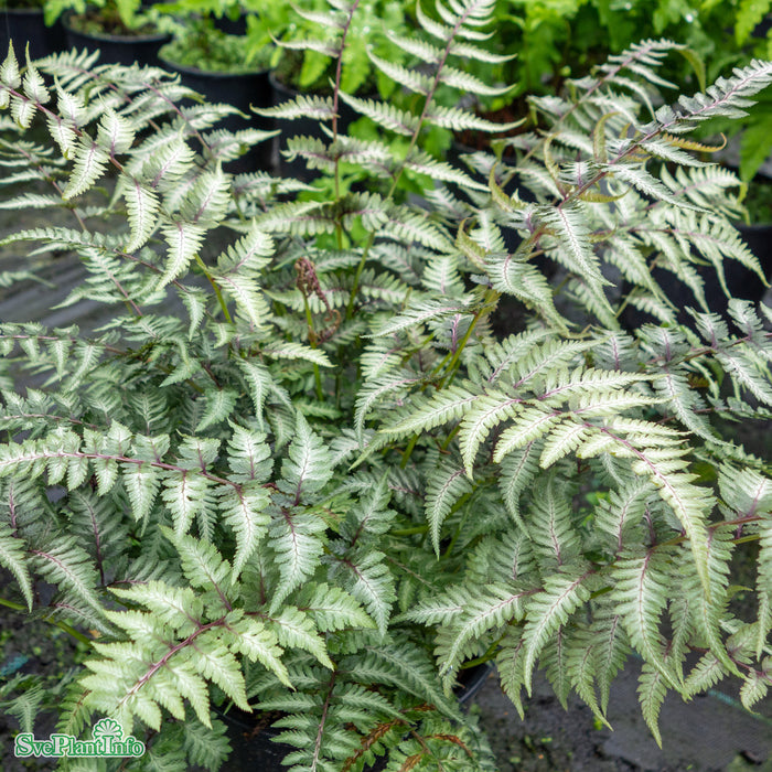 Athyrium niponicum 'Pictum' A-kval