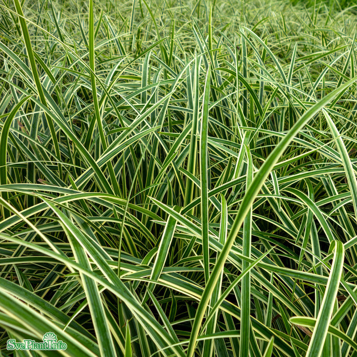 Carex morrowii 'Ice Dance' A-kval C3