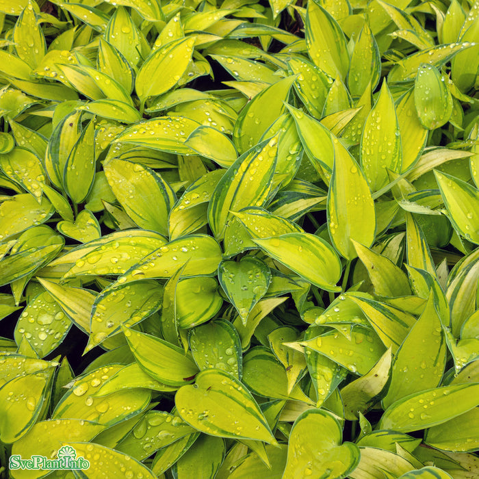 Hosta (Tardiana) 'June' A-kval