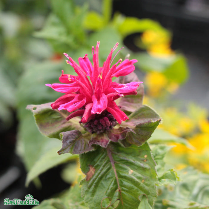 Monarda 'Fireball' A-kval