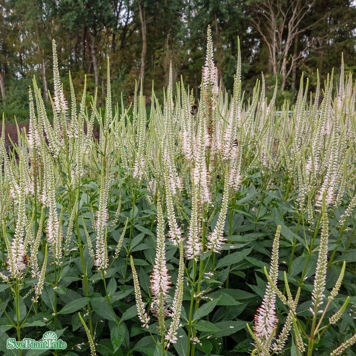 Veronicastrum virginicum 'Pink Glow' A-kval
