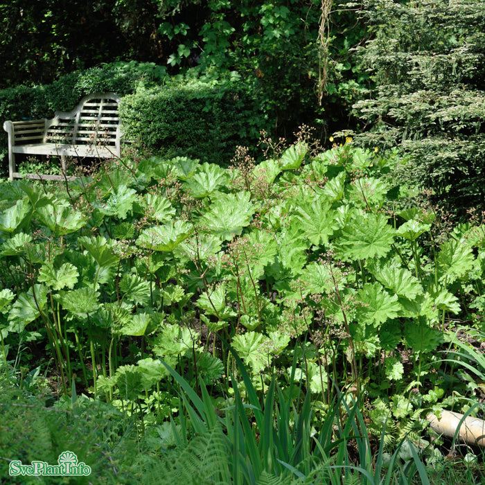 Darmera peltata A-kval