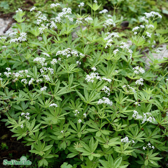 Galium odoratum A-kval