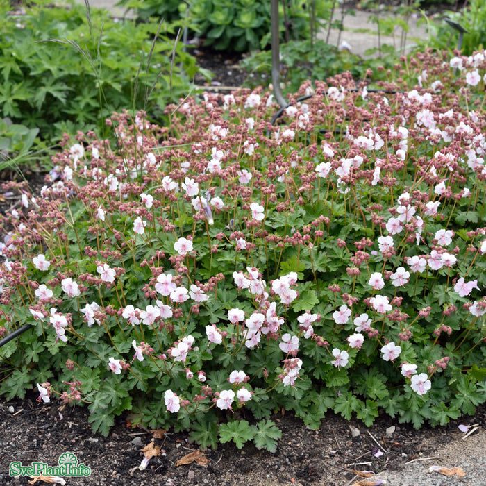 Geranium cantabrigiense 'Biokovo' A-kval