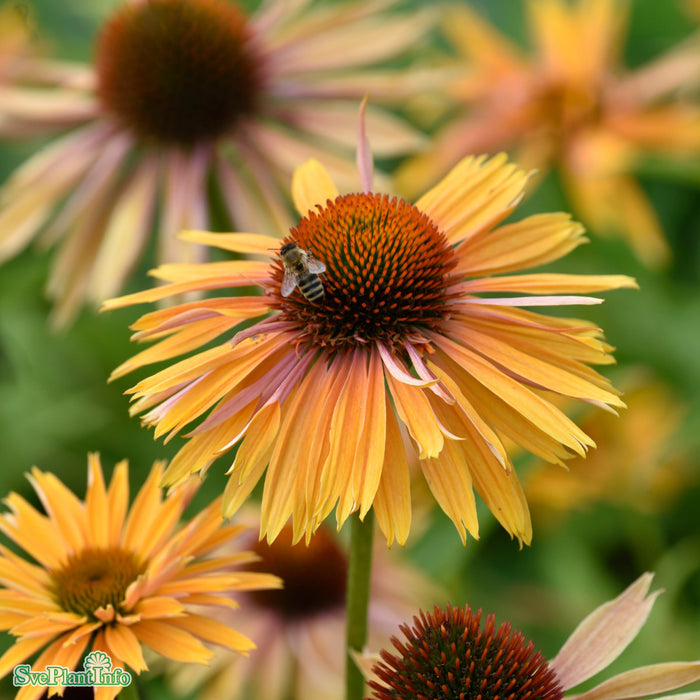 Echinacea 'Big Kahuna' A-kval