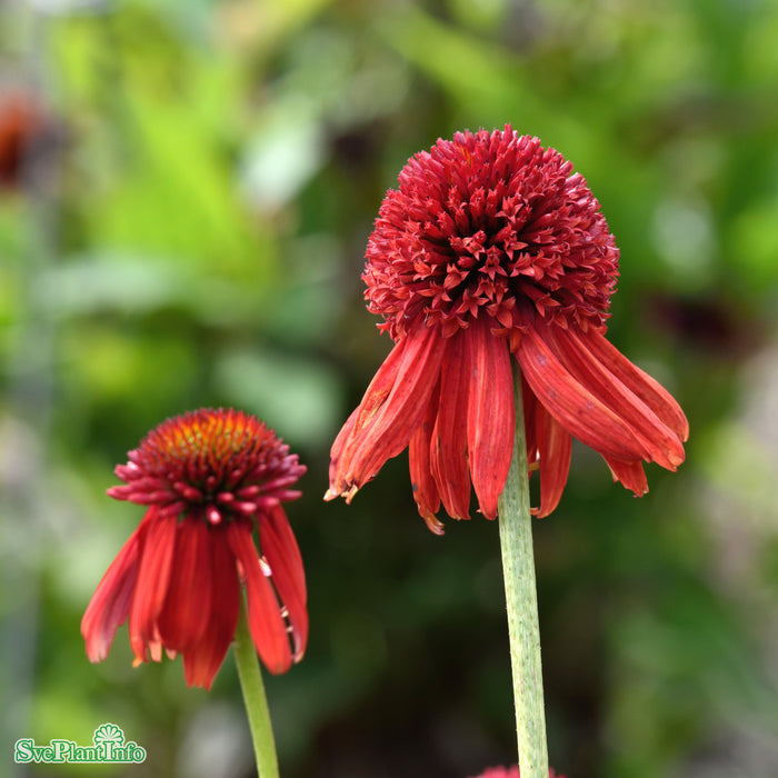 Echinacea 'Eccentric' A-kval