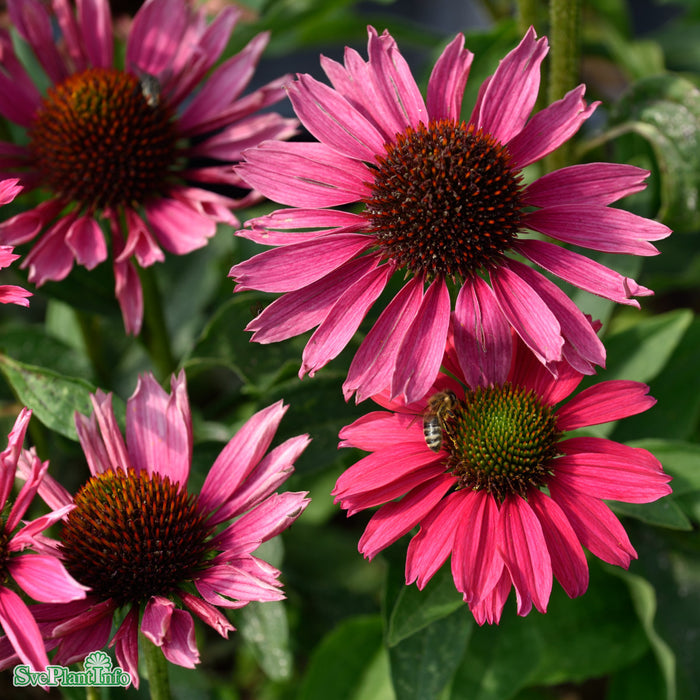 Echinacea 'SunSeekers Magenta' A-kval